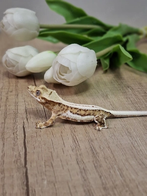 Correlophus ciliatus Kronengecko 0.0.1 Pet only 