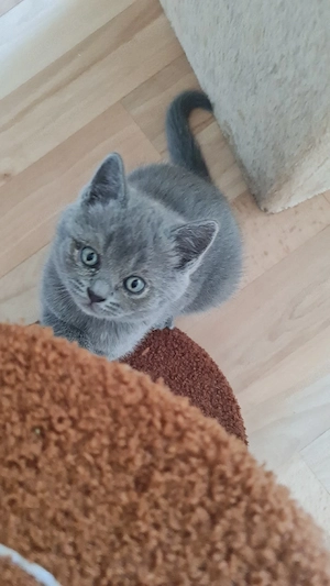 Ein Junge Britische kurzhaar