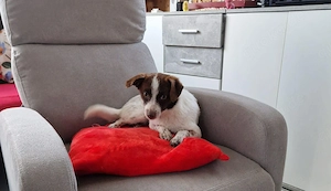 Süße Dolly sucht ruhiges Zuhause Bild 5