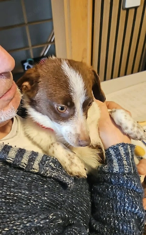 Süße Dolly sucht ruhiges Zuhause Bild 7