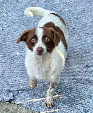 Süße Dolly sucht ruhiges Zuhause Bild 10