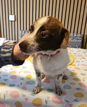 Süße Dolly sucht ruhiges Zuhause Bild 2