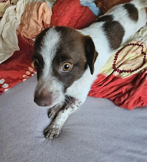 Süße Dolly sucht ruhiges Zuhause Bild 3