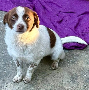 Süße Dolly sucht ruhiges Zuhause Bild 8