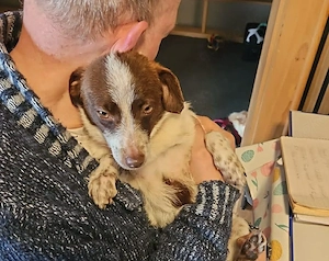 Süße Dolly sucht ruhiges Zuhause Bild 4