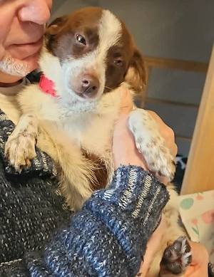 Süße Dolly sucht ruhiges Zuhause Bild 6