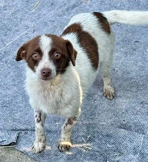 Süße Dolly sucht ruhiges Zuhause Bild 9