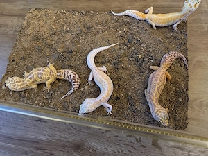 Leopardgecko Gruppe M W NZ 23 Eublepharis Macularius Gecko