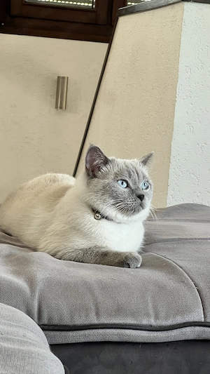 Wurfankündigung BKH