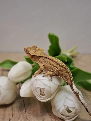 Correlophus ciliatus Kronengecko 0.0.1 Pet only 