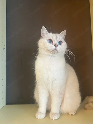 Katze zu verkaufen 