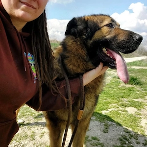 Bison, ein Prachtkerl von einem Schäferhund Mischling Bild 4