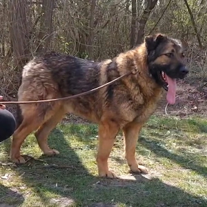 Bison, ein Prachtkerl von einem Schäferhund Mischling Bild 3
