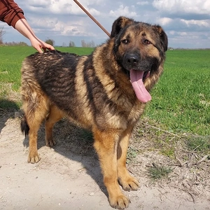 Bison, ein Prachtkerl von einem Schäferhund Mischling Bild 5