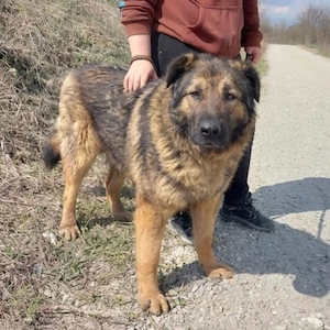 Bison, ein Prachtkerl von einem Schäferhund Mischling Bild 2