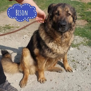 Bison, ein Prachtkerl von einem Schäferhund Mischling