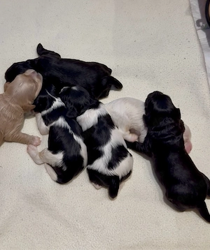 Elite Cavapoo F1 Welpen