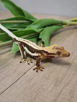 Correlophus ciliatus Kronengecko 1.0 Pet only 