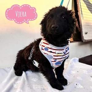 Vjera, zuckersüßes Welpenmädchen, Mudi, Puli, Dackel