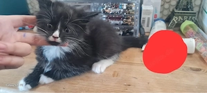    5 süße Kätzchen suchen ein liebevolles Zuhause   