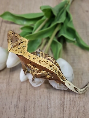 Correlophus ciliatus Kronengecko 1.0 Pet only 