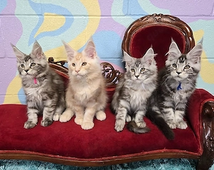 Reinrassige Maine coon babys