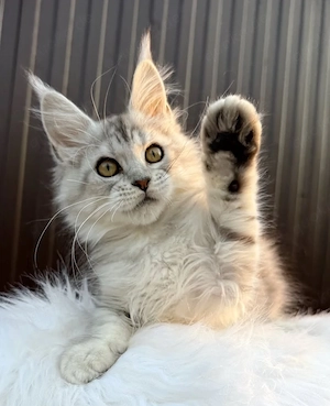 wunderschöne Maine Coon Kitten