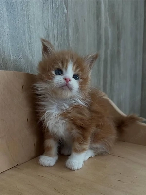 Süße Maine-Coon-Kätzchen suchen ein neues Zuhause