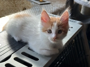      Zwei kleine Herzensbrecher suchen ihr Für-immer-Zuhause     