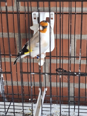 Sher schöner männlich