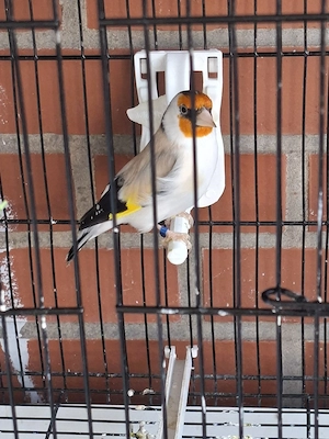 Sehr schöner männlich