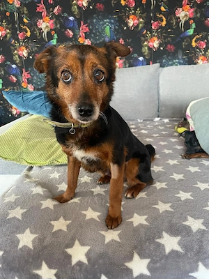 Liebesbedürftige Linn sucht Für-Immer-Zuhause 