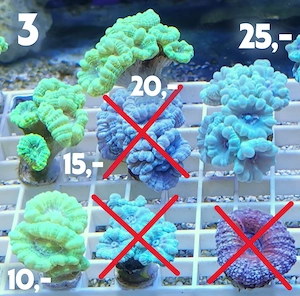 Meerwasser Korallen-Ableger !!! EXPRESSVERSAND !!!