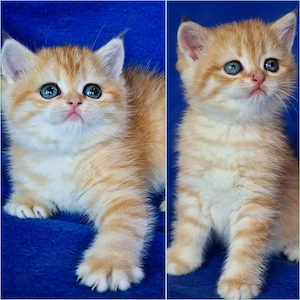 Bkh Kitten mit Stammbaum 