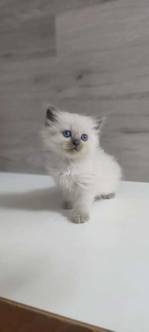 Heilige Birma-Ragdoll, Junge 6 Wochen alt