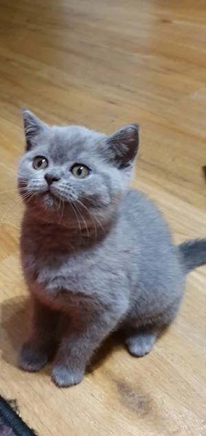 BHK Reinrassig baby kätzchen zum kuschel;