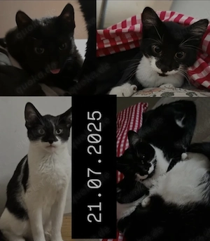 DRINGEND kitten  Kätzchen abzugeben 