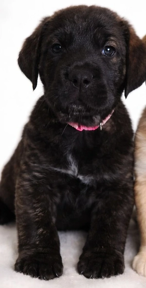    Cane Corso Mix Hündin sucht liebevolles Zuhause   