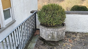 Gartenauflösung: Buchsbaumkugelstrauch D ca. 50 cm zu verschenken