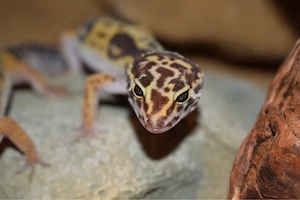 Leopardgecko 0.1 Tremper Albino