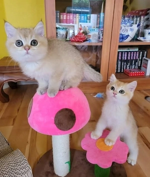 Wunderschöne Britisch Kurzhaar-Kätzchen suchen ein liebevolles Zuhause