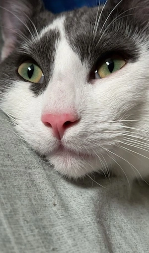 Günstig DRINGEND Kater+ Katze abzugeben Kätzchen 