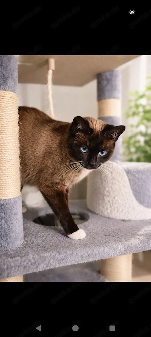  Bezaubernde Siamkatze (tragend) sucht ruhiges Zuhause mit Herz 