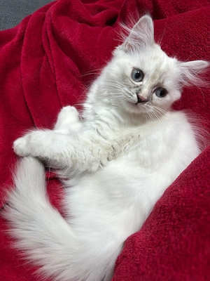 Süße Perser-Mix Kätzchen sucht ein liebevolles Zuhause 