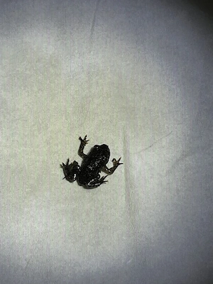 Bombina Orientalis   Chinesische Rotbauchunke