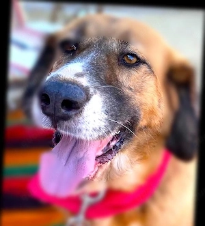 GABY sucht Familienanschluß