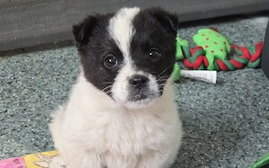 Kleiner Turtur wartet auf seine Familie