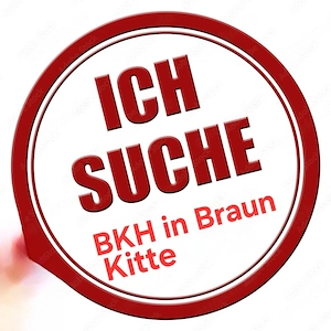 Suche Braune BKH kitten zum Kauf 