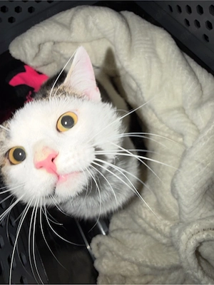 Milo sucht ein Zuhause 