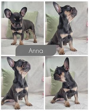 Reinrassige Französische Bulldoggen Welpen - 2 Mädels